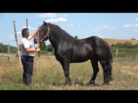 Caii domnului Ovidiu de la Huedin, Cluj - 2022 Nou!!!
