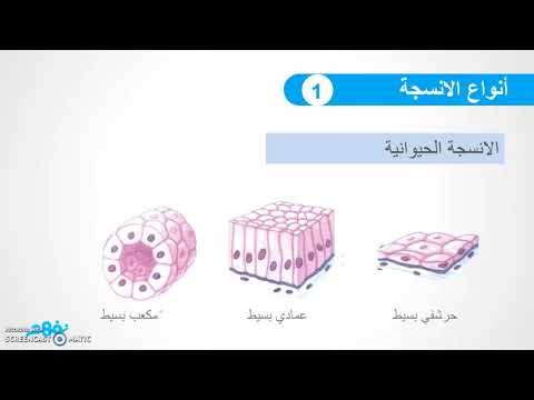 تمايز الخلايا وتنوع الأنسجة النباتية والحيوانية - أحياء - للصف الأول الثانوي - الترم الأول - نفهم