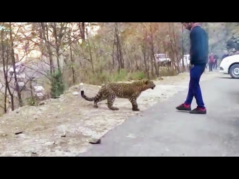 Ha Sbagliato a Farlo! Questi Casi con Animali Li Ricorderai per Sempre