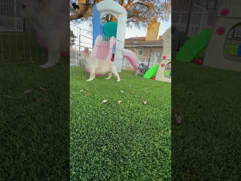 Video 5