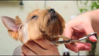 preview picture of video 'Pet Grooming Services Greenville SC The Shaggy Dog'