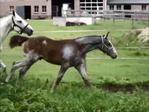 kandinsky hengstveulen 2015 van Gogh x Chuk Z x Libero H x Ramiro x Lucky Boy x Farn