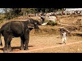 വെടി വെക്കണ്ട ഞാൻ തളക്കാം ഈ ആനയെ Madhu Malayal