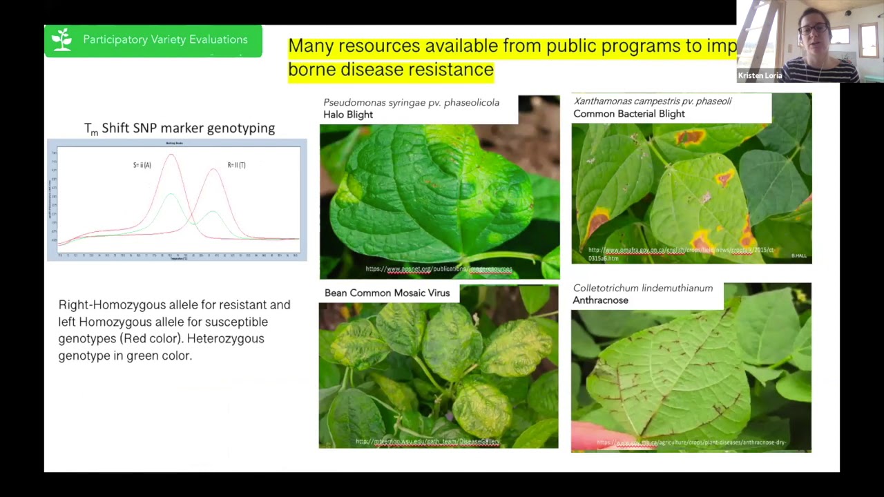 Kristen Loria: Evaluation and improvement of dry beans (Phaseolus vulgaris) ... - YouTube