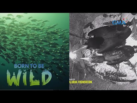 Born from the Wild March 31, 2024 (Full Episode) | Born to be Wild