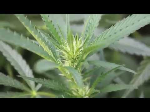 How to grow "Mendo Dope" from Seed - Part 4 (BLOOM)