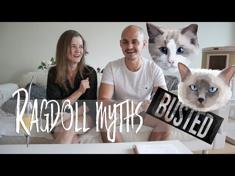 Owning a Ragdoll cat MYTHBUSTING! Myths about Ragdolls | Ragdolls Pixie and Bluebell
