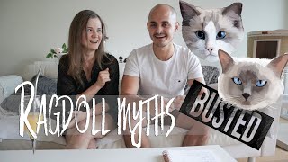 Owning a Ragdoll cat MYTHBUSTING! Myths about Ragdolls | Ragdolls Pixie and Bluebell