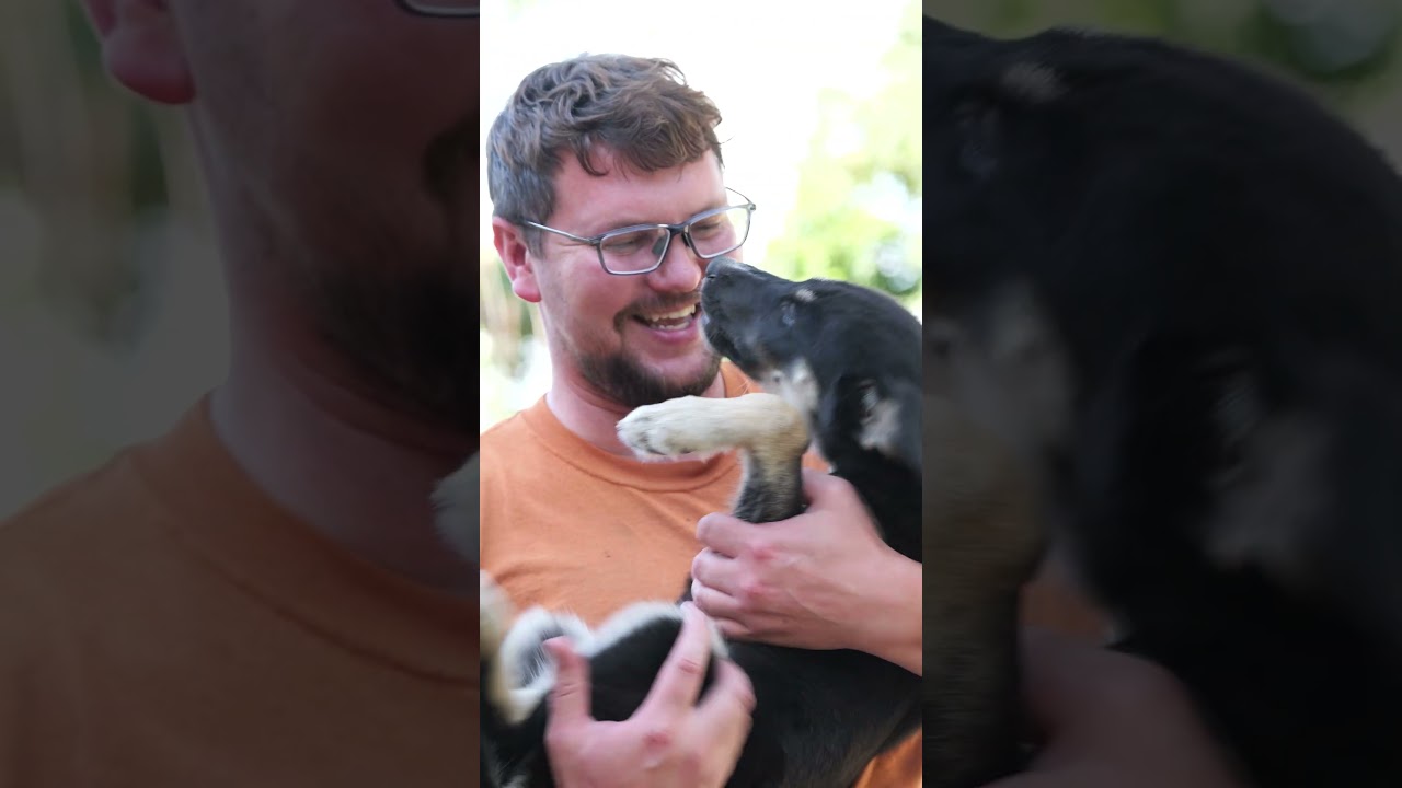 Enlarge Dory, an adopted mixed breed in Clive, IA video 6/6