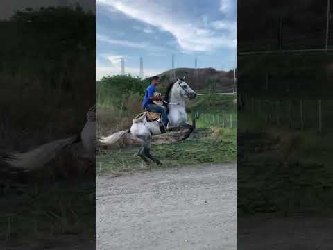 Aí tem pressão 😹 #cavalo #horse #amorporcavalos #cavalos #amocavalos #fazenda #amocavalo