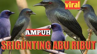 Download lagu Suara pikat srigunting abu ribut 1 jam nonstop mp3