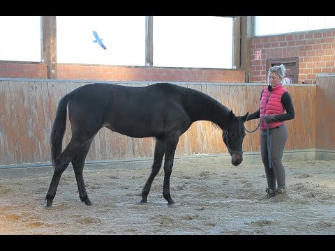 Oldenburger Jährling von Revolution/Hohenstein/Donnerhall