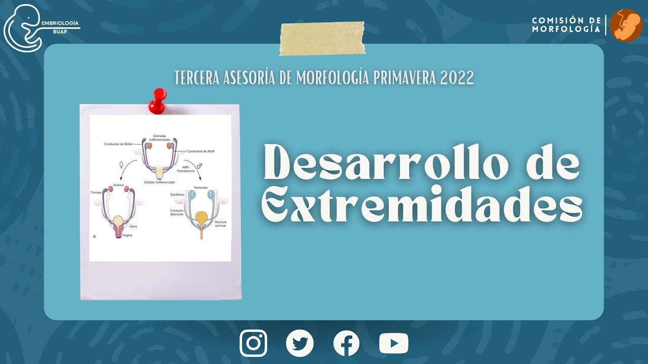Desarrollo de Extremidades I Laboratorio de Embriología BUAP