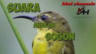Download lagu suara anak sogok ontong #sriganti #sogonmania mp3