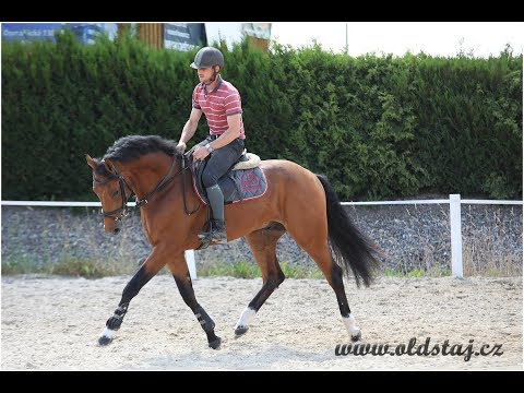 ---SOLD--- Knokke, 2015, Pilothago x Tangelo VD Zuuthoeve, 1st riding outside 06 18