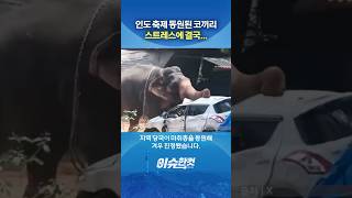 인도 축제 동원된 코끼리 스트레스에 결국… [이슈한컷] #shorts / YTN