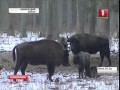 Зубров Беловежской пущи все чаще можно встретить на полях 