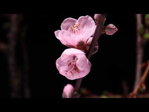 Himno #542 Amo tu Sábado.