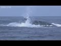 Humpback whales' attempt to stop killer whale attack - Planet Earth Live - BBC One
