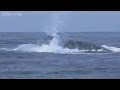 Humpback Whales Attempt To Stop Killer Whale Attack Planet Earth Live BBC