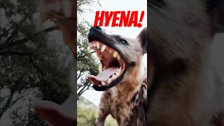 Crazy Hyena Facts!🤯