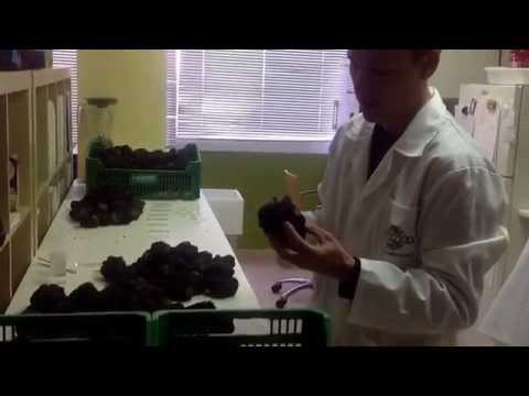 Truffle Inoculum How we analyze truffles for inoculum? | trufflefarming