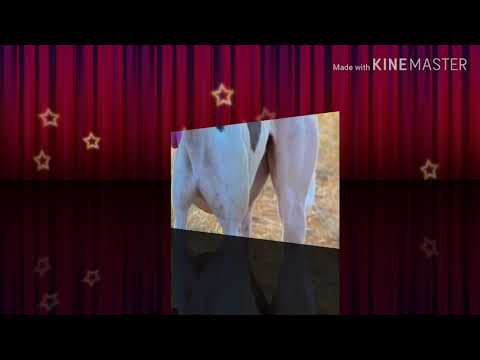 shubra recing club undale king 🐕shubra 🐕