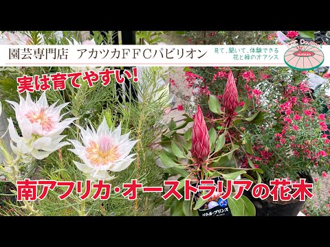 ハンガリーオーク 植物