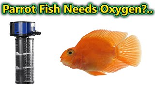 Does Parrot Fish Needs Oxygen?... / Fish Aquarium Tamil