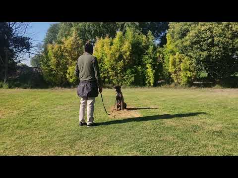 KALINDA QUIETA A PUNTA DE CORREA ADIESTRAMIENTO CANINO  DE OBEDICENCIA
