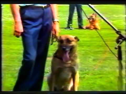 , title : 'Philips Bedrijfsbeveiliging Hondenkampioenschap 1982 DEEL 6'