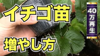 【いちごの苗作り】苗の増やし方！家庭菜園向けの苗作りの手順