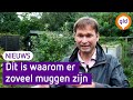 Waarom zijn er zo veel muggen in Gelderland?