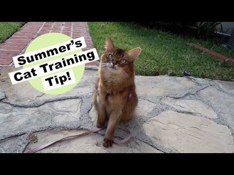 CUTE CAT SUMMER’S OUTSIDE PRACTICE, and an Important Tip For Training Cats Outside