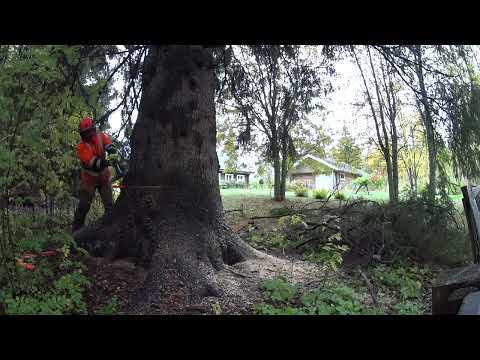 Miten kaatuu 110 cm kuusijättiläinen!