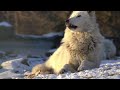 Honoring Gray Wolf Alawa