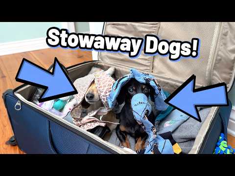 Ep 62: The Dogs Go on a SURPRISE TRIP! (Part 1)