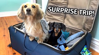 The Dogs Go on a SURPRISE TRIP! (Part 1) - Where We Going?