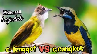 Download lagu CUCAK JENGGOT VS CUCAK CUNGKOk tembakan super taja... mp3
