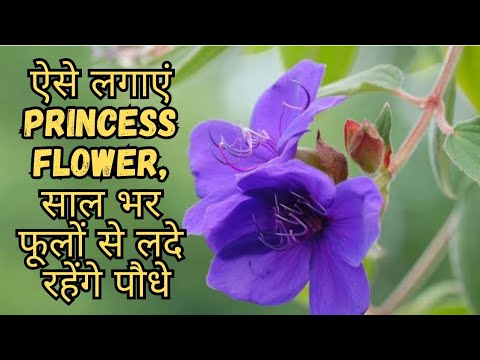 Princess Flower Repotting, Perfect Soil Mix & Care Tips | Tibouchina Urvilleana | Begum Bahar Flower