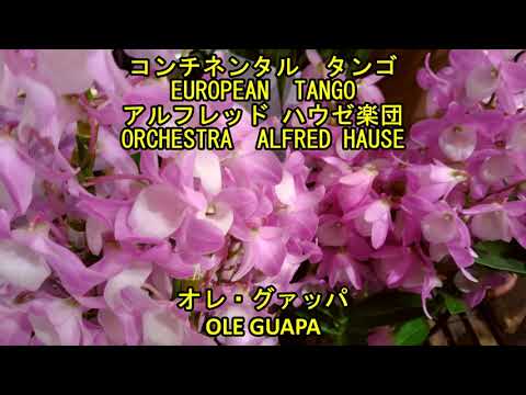 アルゼンチンタンゴ　アルフレッド・ハウゼ楽団　"オレ・グァッパ"　　　ALFRED HAUSE  (A. Malando)   "OLE GUAPA"