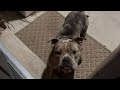 Dog Rips Toddler S Front Teeth Out During Attack