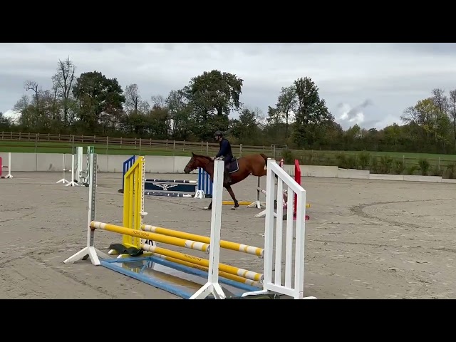 Très jolie jument Westphalienne de 9 ans +- 1m64