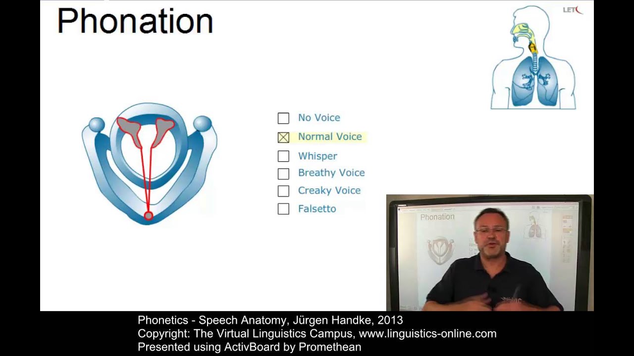 PHO103 - Speech Anatomy