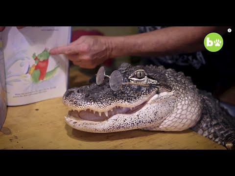 A Flex das lendas em: Blitz full ad Top