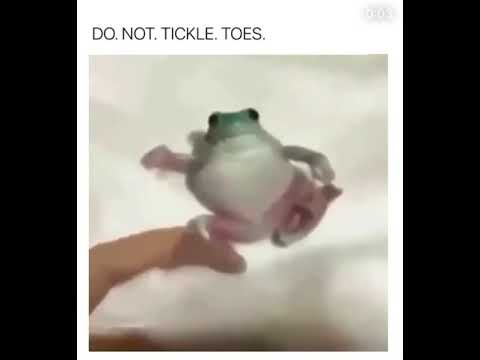 Frog doesn’t like getting his toes tickled