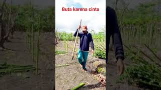 Download lagu Buta karena cinta #dangdut #butakarenacinta #viral  #viralshadichannel mp3 Download lagu Buta karena cinta #dangdut #butakarenacinta #viral  #viralshadichannel mp3