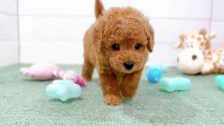 トイプードルの動画01
