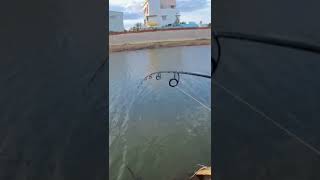 Download lagu tilapia fishing new way #fishing #tilapia #fishingtips #fish #tilapiafish #fishinglife #instagram mp3 Download lagu tilapia fishing new way #fishing #tilapia #fishingtips #fish #tilapiafish #fishinglife #instagram mp3