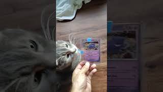 I am seeking out Master-ball Gengars!  #ebay is the best BAE. 😜 #pokemoncards #gengar #rare